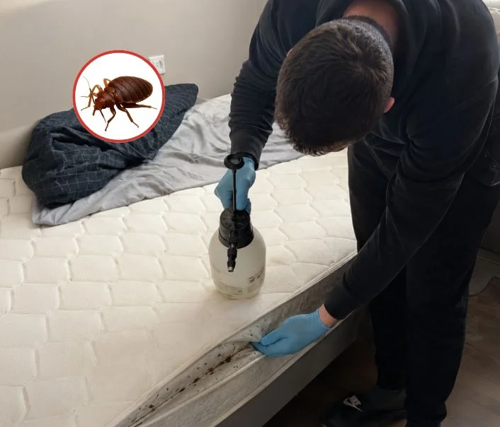 Technicien traitant un matelas contre les punaises de lit à Hargeville